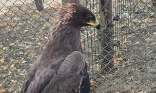 Спасиха бедстващ орел във Варна