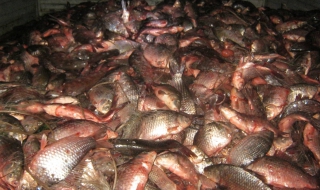 Конфискуваха близо 1000 кг риба от бракониери