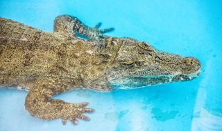 Семейство от Флорида завари алигатор да плува в басейна им (ВИДЕО)