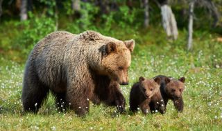 Връщат в България три мечки, отраснали в Гърция