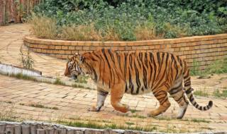 Софийският зоопарк "грейва" срещу 10 млн. лева