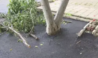 Кой асфалтира дървета в столичния квартал "Мусагеница"?