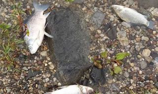  Мъртва риба в р. Ахелой