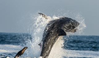 Безстрашен тюлен преследва голяма бяла акула (ВИДЕО)