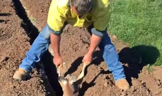 Мъж спаси кенгуру в беда (ВИДЕО)