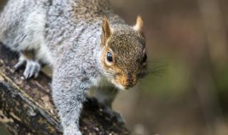 Агресивен нападател дебне посетителите на бруклински парк