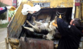 Брутално убийство на кучета разтресе Турция