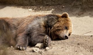 Убиец на мечка се похвали сам в мрежата със СНИМКА