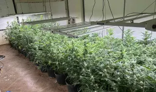 Задържаха варненец, отглеждал марихуана в домашна оранжерия