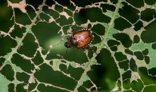Японски бръмбар сее ужас в Германия