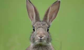 Един дефектен ген и зайците могат да ходят на предни лапи (ВИДЕО)