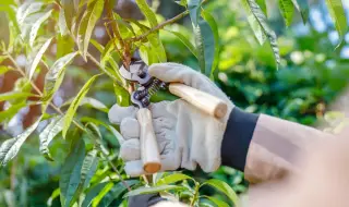 Зимна грижа за градината: 4 растения, които трябва да подрежем през декември