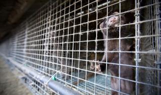 Следят под лупа нашите ферми за норки