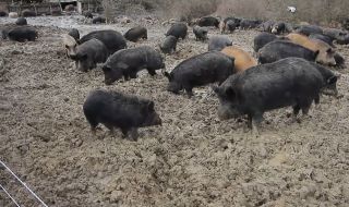 Откриха огнище на Африканска чума по свинете в област Ловеч