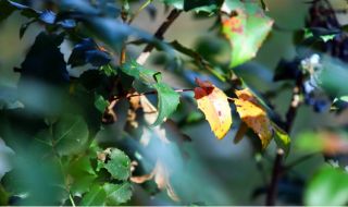 Слънчева неделя