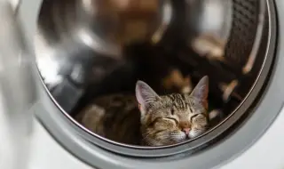 Котка се въртя 55 минути в пералнята и оцеля