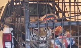 Тигър предизвика паника в Китай, напада хора и коли (ВИДЕО)