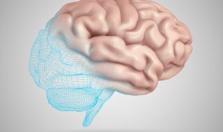 Създадоха първата в света 3D карта на мозъка на маймуна