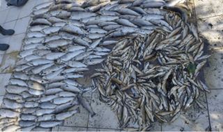 Много умряла риба в река Черна
