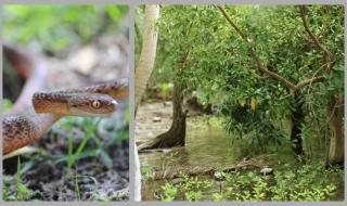 Ким Чен-ун закъсня, друг вече опустошава Гуам