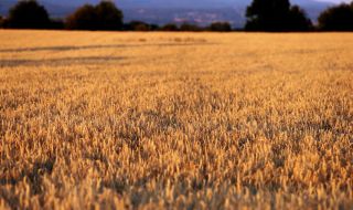 Спад в цените на зърнените стоки по световните борси