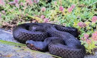 Откриха царицата на змиите в България