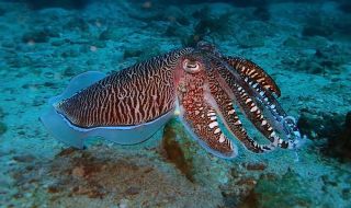 Японски водолази заснеха гигантска сепия (ВИДЕО)