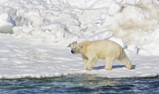 Мечки „ще вечерят“ с руски учени в Арктика?