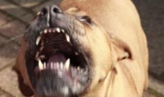 Питбул нахапа 14-годишно момиче по главата