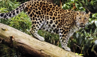Леопард вдигна на крак село в Индия