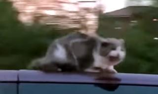 Котка-каскадьор на тавана на миниван (ВИДЕО)