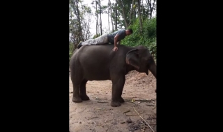 Лицеви опори върху гърба на слон (ВИДЕО)