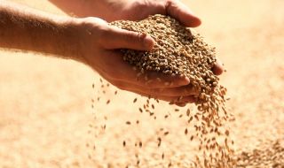 Аржентина ще забави износа на пшеница на фона на сушата