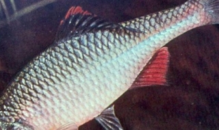 Прокурор е спипан с бракониерски улов