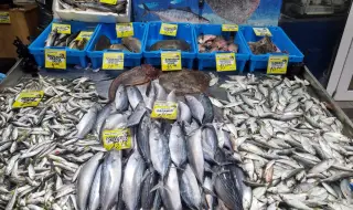 Няма паламуд и сафрид: Черно море става дом за все повече нови обитатели от Средиземно море