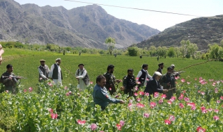 Талибаните се отказват от опиума