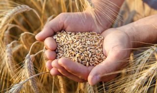 Киев ще оспори ограниченията на ЕС за внос на зърно, ако забраната бъде удължена
