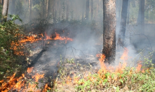 Горски пожар бушува в Хасковско