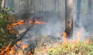 Пожарът край Хасково вече е локализиран