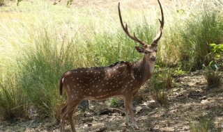 Нюйоркчанин държи елен като домашен любимец