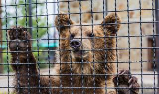 Кратка притча: Има само два вида мечки