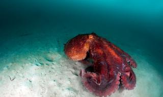 Откриха нов вид гигантски октопод (ВИДЕО)