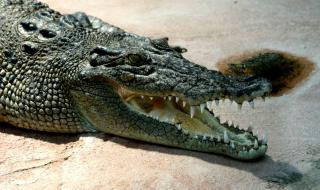 Човешки останки бяха намерени в крокодил
