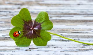 Как всяка зодия привлича късмета