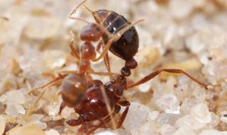 Опасни мравки налазиха Япония (ВИДЕО)
