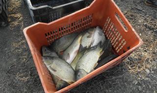 Мъж източи язовир край Монтана, отнесе над 650 кг риба