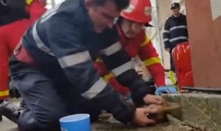Пожарникарят, който направи изкуствено дишане на куче