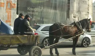 ТИР прегази кон с каруца край Бяла Слатина