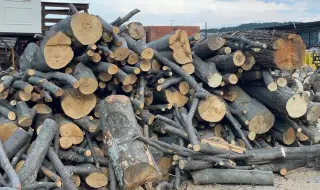 Всички търсят дърва за огрев
