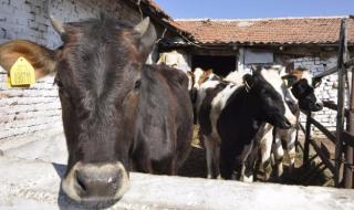 29 крави и юници умряха след водопой на река Марица